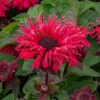 Pysznogłówka ogrodowa Bee-Happy - Monarda hybrida