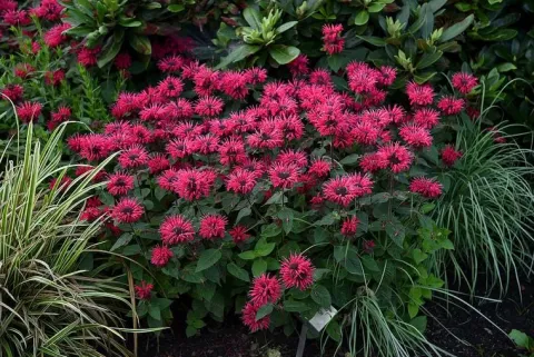 Pysznogłówka ogrodowa Bee-Happy - Monarda hybrida