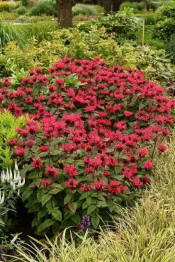 Pysznogłówka ogrodowa Bee-Happy - Monarda hybrida