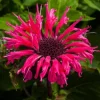 Pysznogłówka ogrodowa Bee-Merry - Monarda hybrida