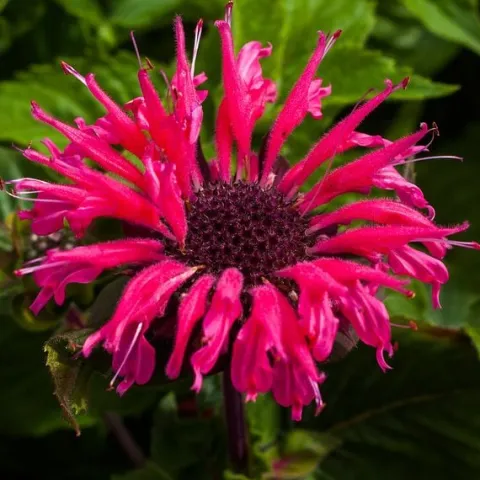 Pysznogłówka ogrodowa Bee-Merry - Monarda hybrida