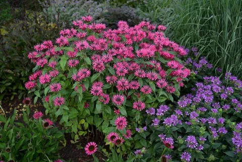 Pysznogłówka ogrodowa Bee-Merry - Monarda hybrida