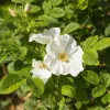 Róża pomarszczona ALBA Biała ROSA RUGOSA Na rabaty Na przetwory Sadzonki C3