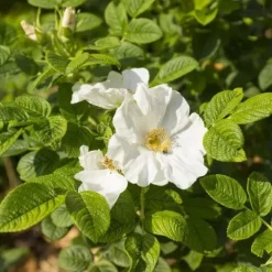 Róża pomarszczona ALBA Biała ROSA RUGOSA Na rabaty Na przetwory Sadzonki C3