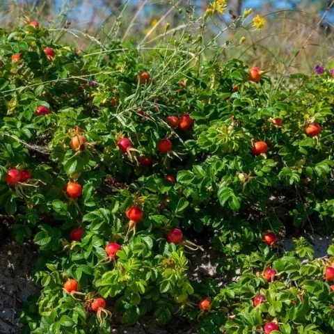 Róża pomarszczona ALBA Biała ROSA RUGOSA Na rabaty Na przetwory Sadzonki C3