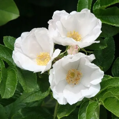 Róża pomarszczona ALBA Biała ROSA RUGOSA Na rabaty Na przetwory Sadzonki C3