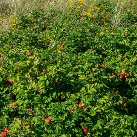 Róża pomarszczona ALBA Biała ROSA RUGOSA Na rabaty Na przetwory Sadzonki C3