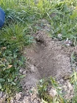 Rewelacyjna trutka na krety, nornice 80 szt + rabat