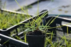 Rozplenica japońska Hameln Gold Pennisetum złota trawa ozdobna
