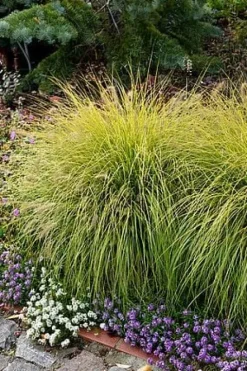 Rozplenica japońska Hameln Gold Pennisetum złota trawa ozdobna