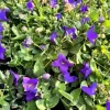 Rozwar wielkokwiatowy 'Astra Blue' Niebieski (Platycodon grandiflorus) 1.0L