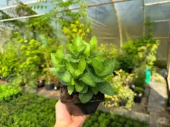 Rozwar wielkokwiatowy 'Astra Blue' Niebieski (Platycodon grandiflorus) 1.0L