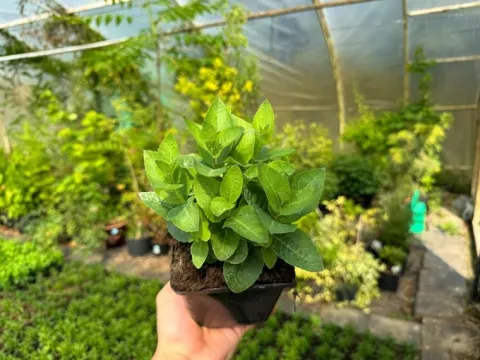 Rozwar wielkokwiatowy 'Astra Blue' Niebieski (Platycodon grandiflorus) 1.0L