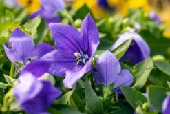 Rozwar wielkokwiatowy 'Astra Blue' Niebieski (Platycodon grandiflorus) 1.0L