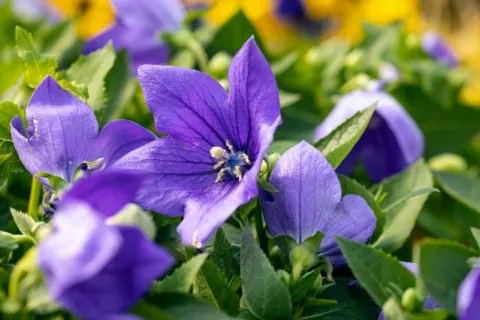 Rozwar wielkokwiatowy 'Astra Blue' Niebieski (Platycodon grandiflorus) 1.0L