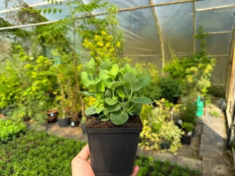 Rozwar wielkokwiatowy 'Astra Blue' Niebieski (Platycodon grandiflorus) 1.0L