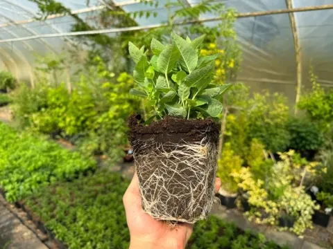 Rozwar wielkokwiatowy 'Astra Blue' Niebieski (Platycodon grandiflorus) 1.0L