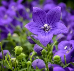 Rozwar wielkokwiatowy 'Astra Blue' Niebieski (Platycodon grandiflorus) 1.0L