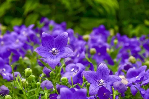 Rozwar wielkokwiatowy 'Astra Blue' Niebieski (Platycodon grandiflorus) 1.0L