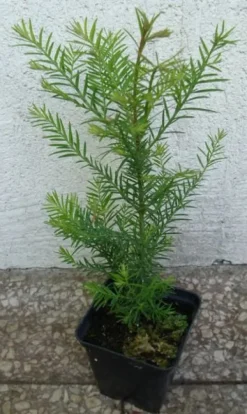 SEKWOJA ZAWSZEZIELONA - sadzonki w doniczkach