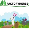 SIANKO TYMOTKOWE 500g siano królika gryzoni królików świeże 26 FACTORYHERBS