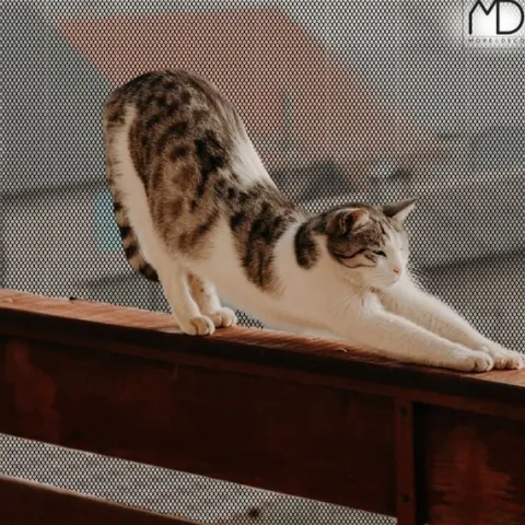 Siatka na balustrady schody balkon ochronna zabezpieczenie 300 cm czarna