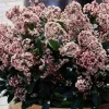 Skimia japońska RUBELLA Skimmia Zimozielona Sadzonki w doniczkach 2L