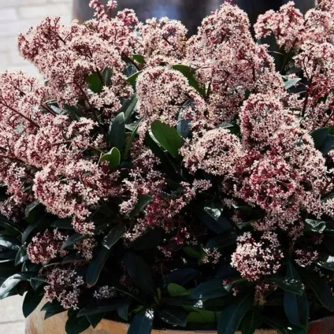 Skimia japońska RUBELLA Skimmia Zimozielona Sadzonki w doniczkach 2L