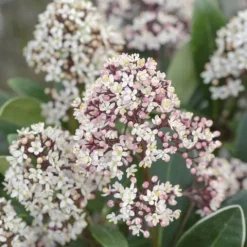 Skimia japońska RUBELLA Skimmia Zimozielona Sadzonki w doniczkach 2L