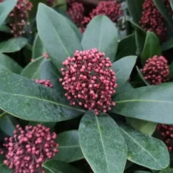 Skimia japońska RUBELLA Skimmia Zimozielona Sadzonki w doniczkach 2L