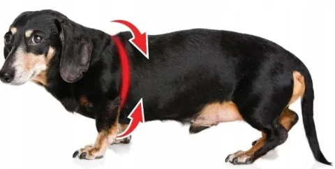 Szelki dla psa + Smycz BEZUCISKOWE czarne rozm XL Labrador Golden Owczarek