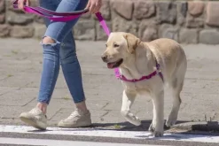Szelki treningowe dla psa typu easy walk, ODBLASKI