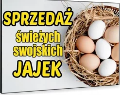 TABLICZKA REKLAMOWA szyld z dibondu nadruk 40x30 cm sprzedaż jajek