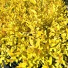 Tawuła japońska 'Golden Princess' (Spiraea japonica) Doniczka 2.0L