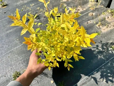 Tawuła japońska 'Golden Princess' (Spiraea japonica) Doniczka 2.0L