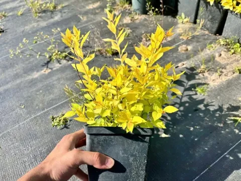 Tawuła japońska 'Golden Princess' (Spiraea japonica) Doniczka 2.0L