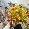 Tawuła japońska 'Magic Carpet' (Spiraea japonica) Doniczka 2.0L