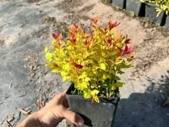 Tawuła japońska 'Magic Carpet' (Spiraea japonica) Doniczka 2.0L