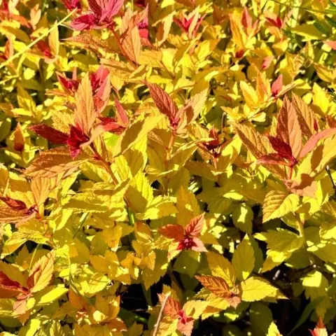 Tawuła japońska 'Magic Carpet' (Spiraea japonica) Doniczka 2.0L