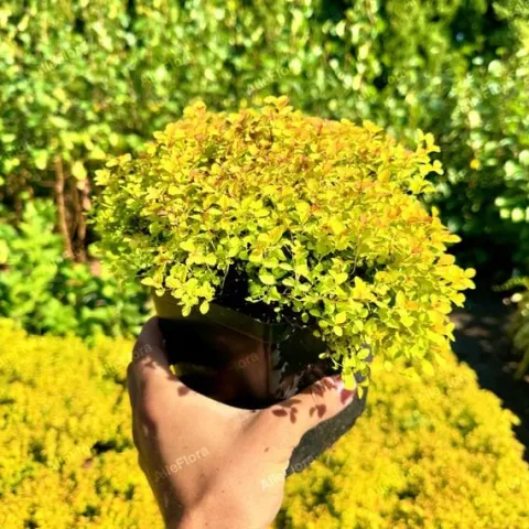 Tawuła japońska 'Sundrop' Miniaturka (Spiraea japonica) Poj. 2.0L
