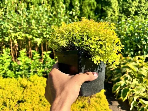 Tawuła japońska 'Sundrop' Miniaturka (Spiraea japonica) Poj. 2.0L
