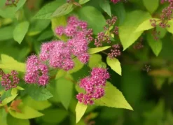 Tawuła japońska 'Sundrop' Miniaturka (Spiraea japonica) Poj. 2.0L