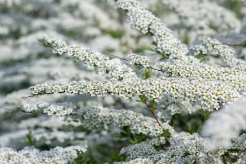 Tawuła szara 'Grefsheim' (Spiraea cinerea) Doniczka 2.0L