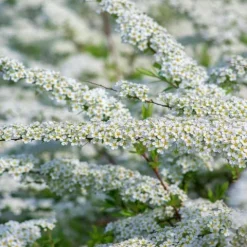 Tawuła szara 'Grefsheim' (Spiraea cinerea) Doniczka 2.0L