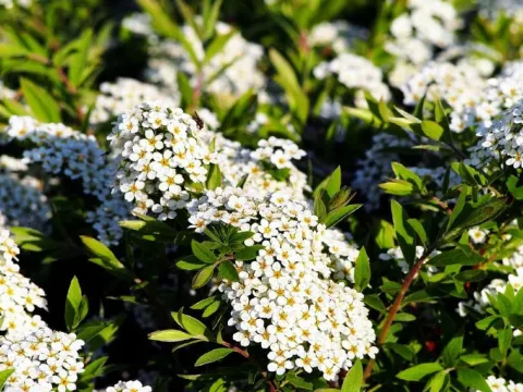 Tawuła szara 'Grefsheim' (Spiraea cinerea) Doniczka 2.0L