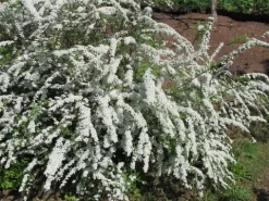 Tawuła szara 'Grefsheim' (Spiraea cinerea) Doniczka 2.0L