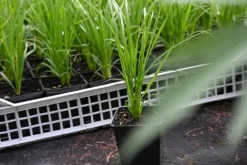 Trawa pampasowa różowa Cortaderia selloana Rosea sadzonka