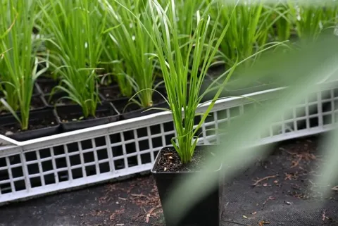 Trawa pampasowa różowa Cortaderia selloana Rosea sadzonka