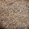 TRAWA SZYBKOROSNĄCA 20kg zagęszczająca odporna