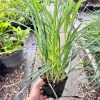 Trzykrotka wirginijska 'Concord Grape' Tradescantia virginiana Doniczka 2L